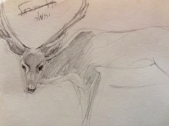 Deer
pencil Deer
pencil